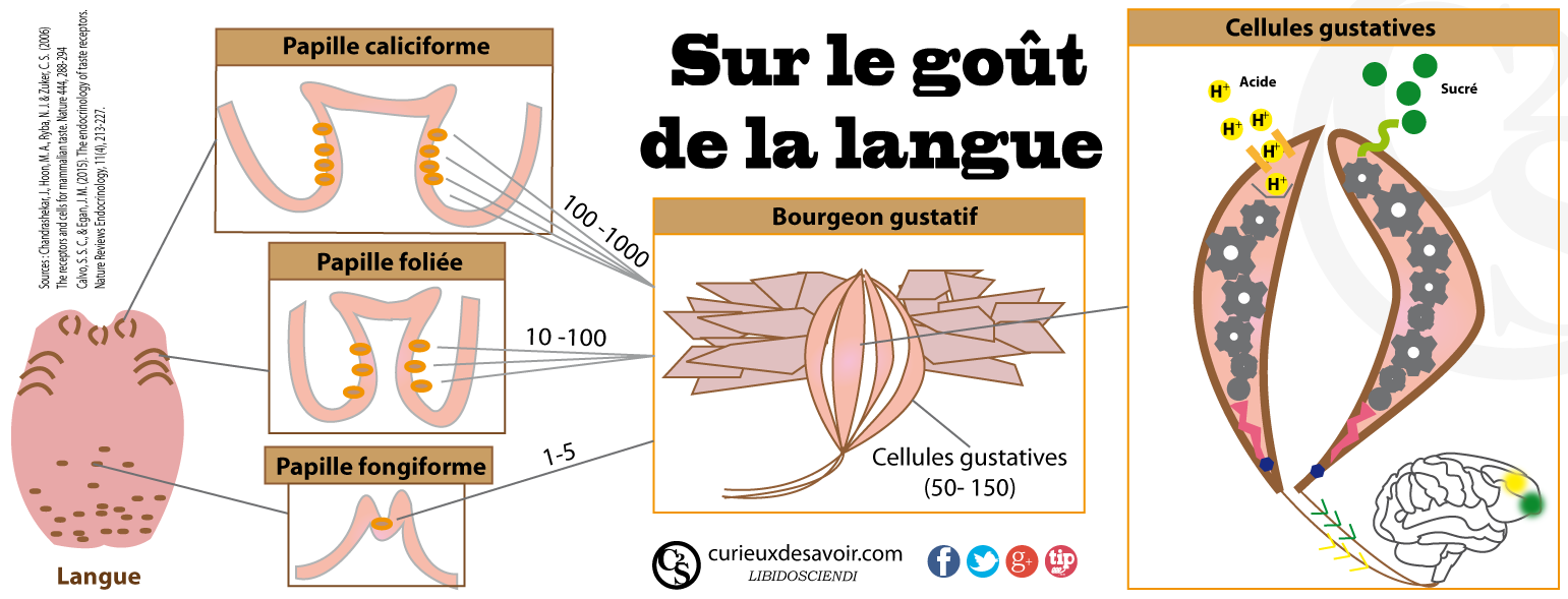 Le goût