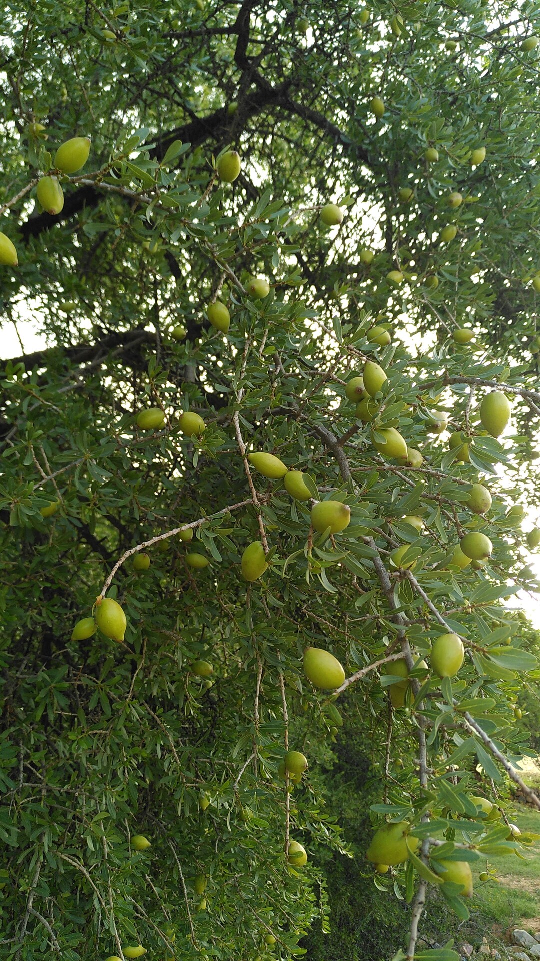 Arganier et fruits d’argan