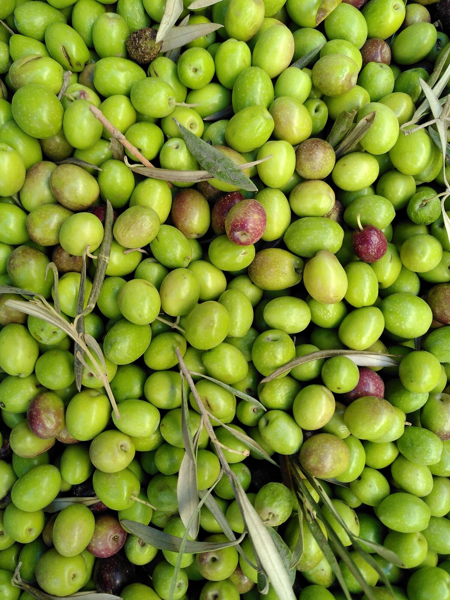 Olives