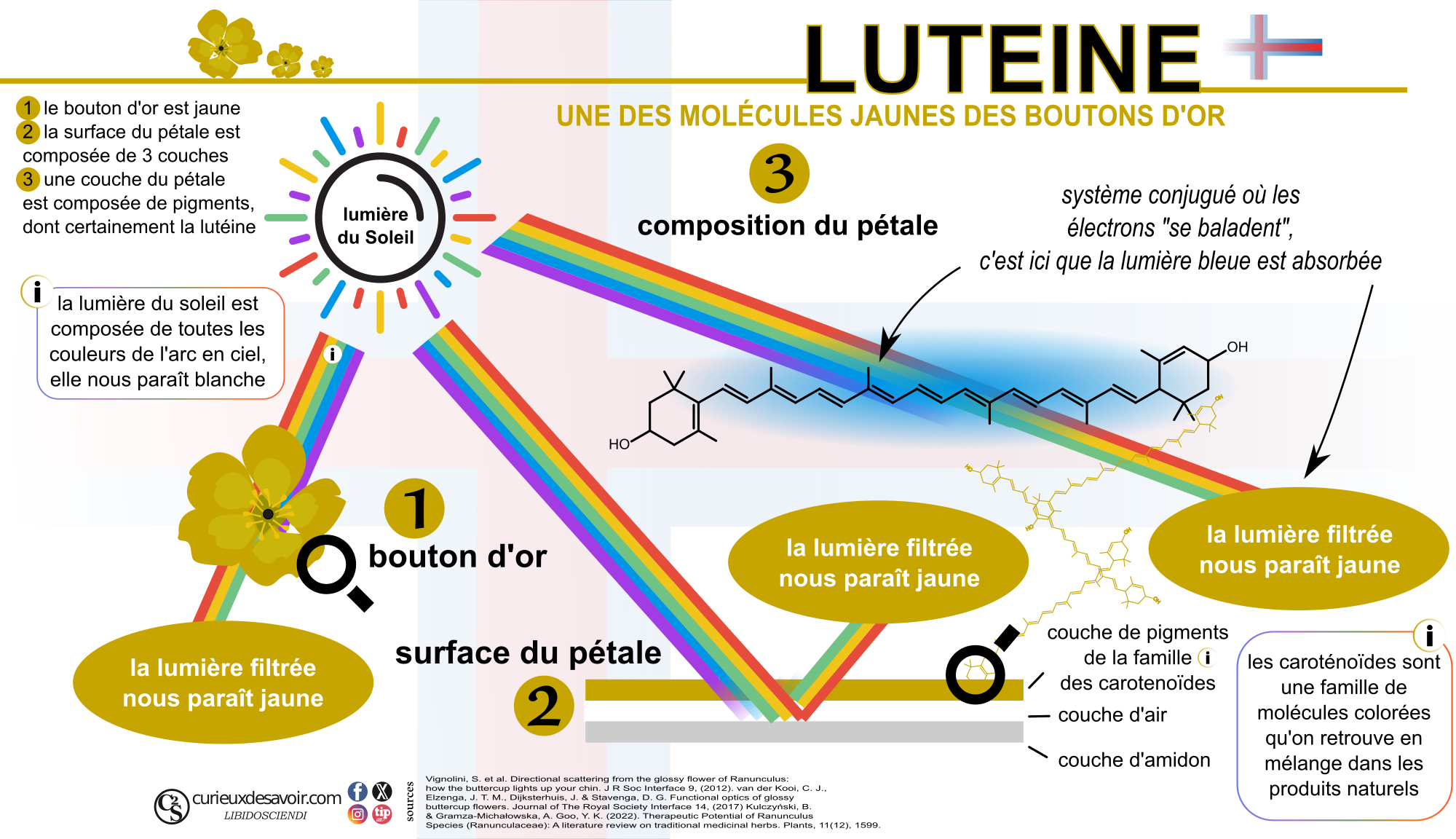 mecanisme de refexion de la lumière sur le bouton d’or