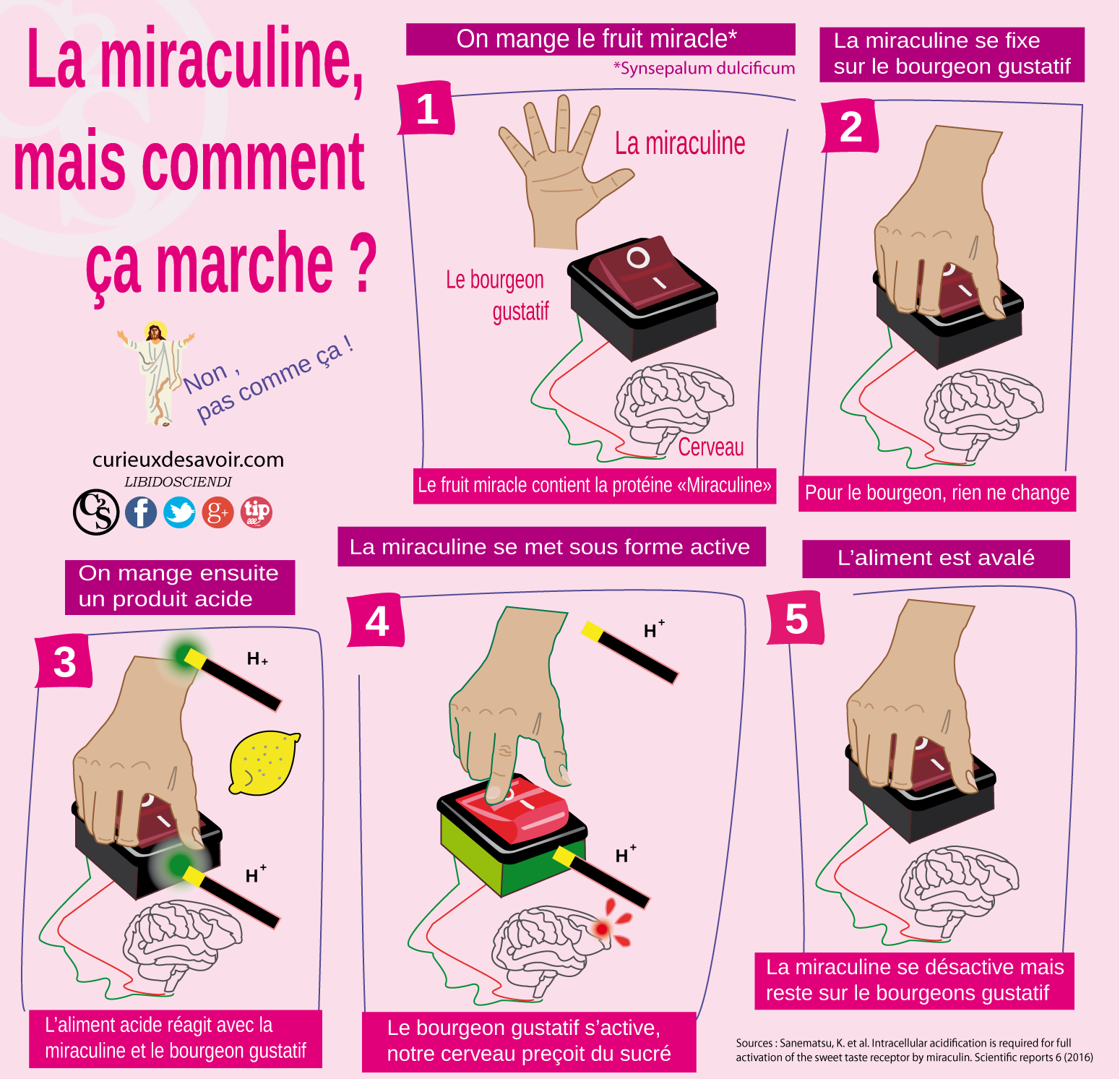 Miraculine mécanisme