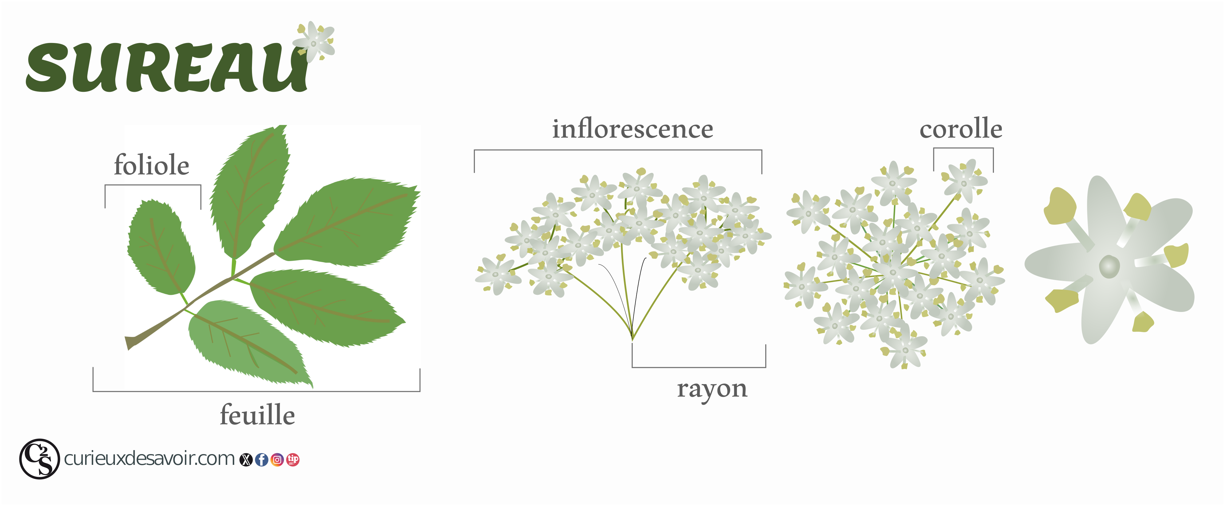 feuille et fleur de sureau