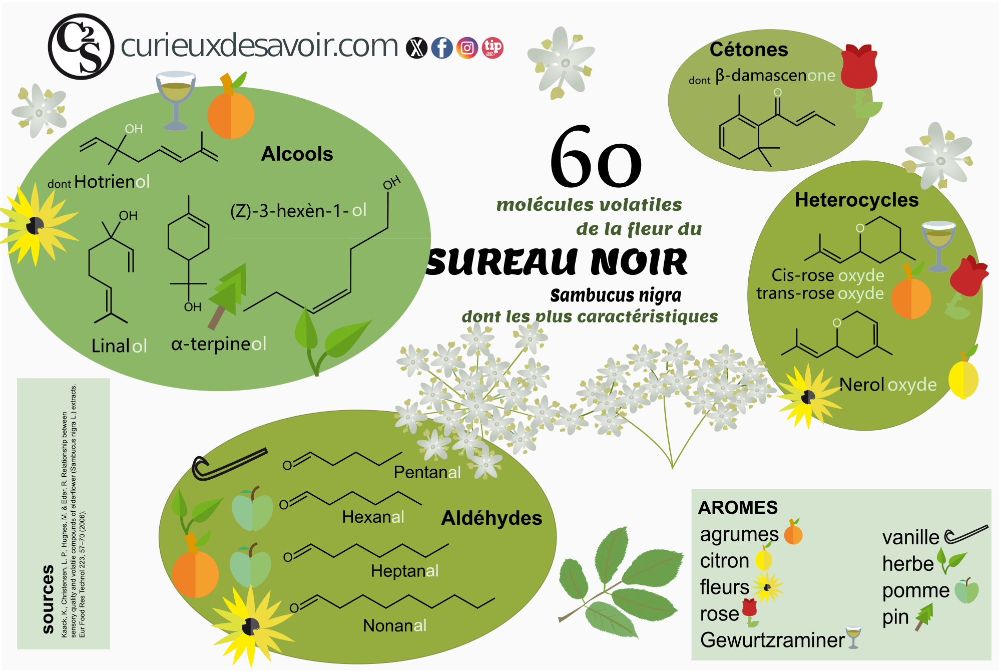 molécules aromatiques du sureau